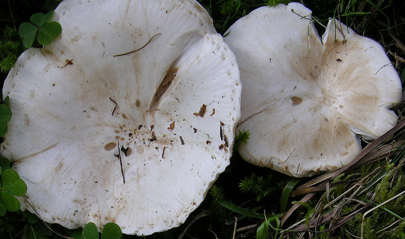 Leucopaxillus paradoxus da confermare.(cfr. L.candidus)